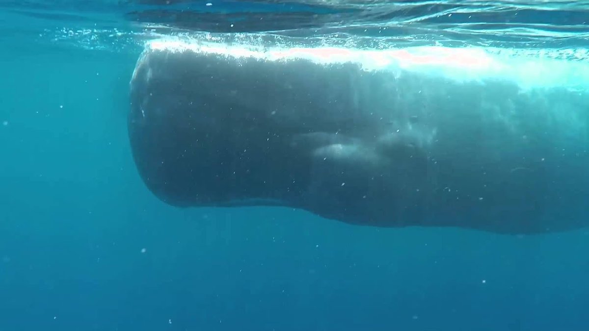 Mirissa Whale Watching
