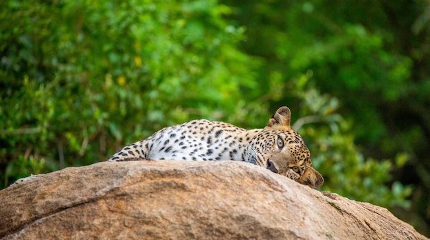 Yala National Park